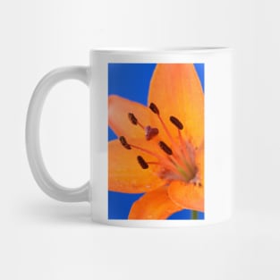 Lilium  &#39;Orange Pixie&#39;  Dwarf Asiatic lily Mug